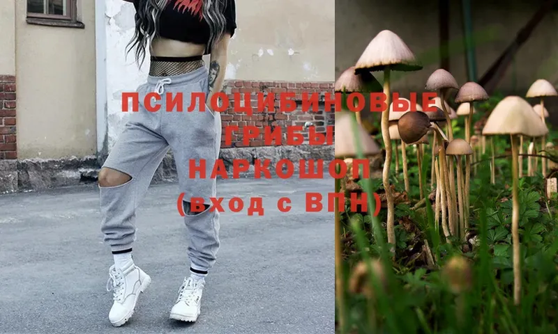 hydra ссылки  Ессентуки  Галлюциногенные грибы Psilocybe 